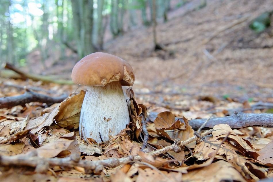 Boletus Edulis: Den König der Pilze entdecken